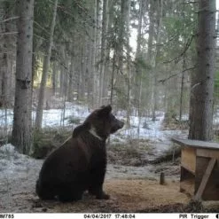 Uovision UM785-3G 20MP Full HD Etäohjattava 3G Riistakamera -Abu Garcia verkkokauppa Karhu