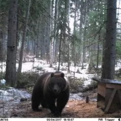 Uovision UM785-3G 20MP Full HD Etäohjattava 3G Riistakamera -Abu Garcia verkkokauppa Karhu2