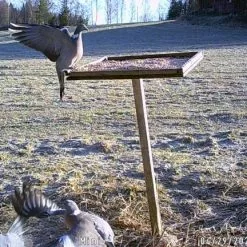 Riistakamera NITEforce Mini 20MP HD, Inframusta Salama 6 Riistakamera NITEforce Mini 20MP HD, Inframusta Salama -Abu Garcia verkkokauppa Mini7 768x432 1