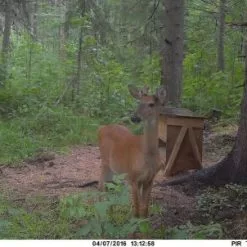 Uovision UM785-3G 20MP Full HD Etäohjattava 3G Riistakamera -Abu Garcia verkkokauppa Poseeraus 500x302 1